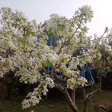 公寓 Residenza Casa Nel Verde 拉默齐亚泰尔默